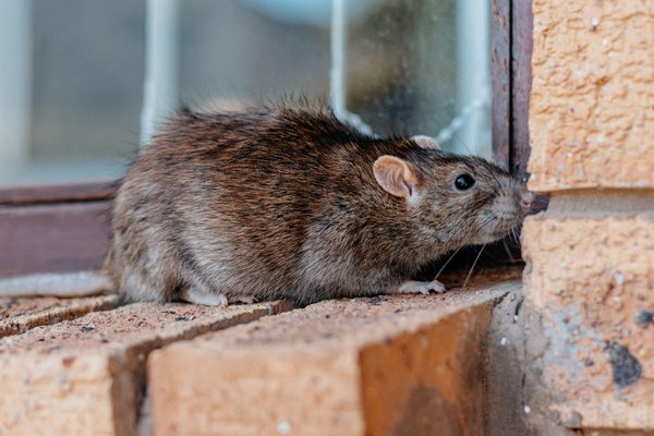 Les rats et souris menacent-ils votre entreprise ? Que faire ?