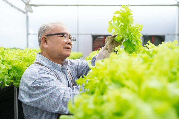 Comment faire pour avoir des récoltes de légumes abondantes ?